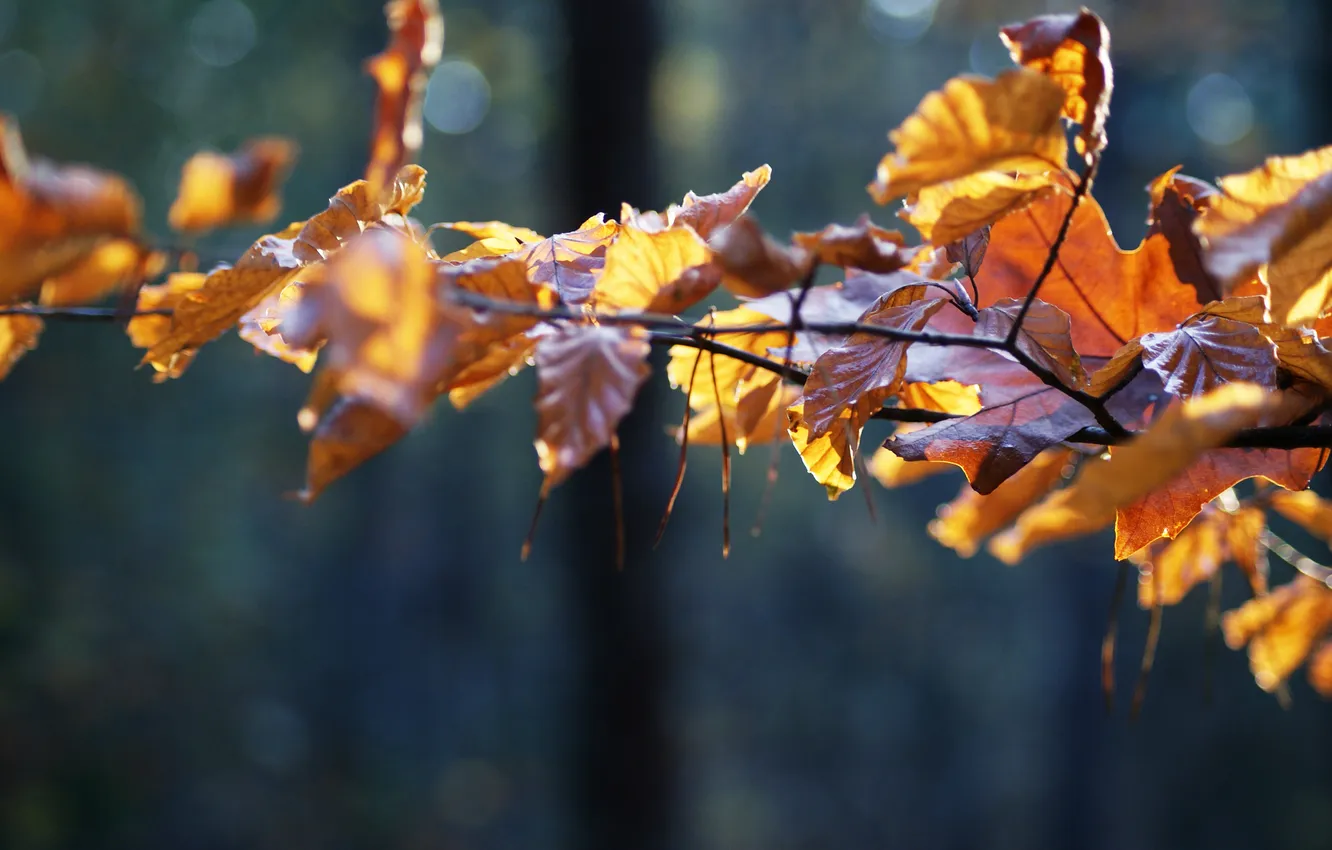 Фото обои осень, листья, ветки, природа, дерево, красота, ветка, осенние картинки