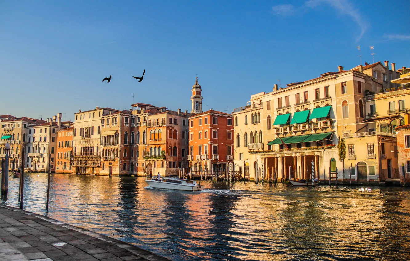 Фото обои птицы, дома, катер, Италия, Венеция, канал