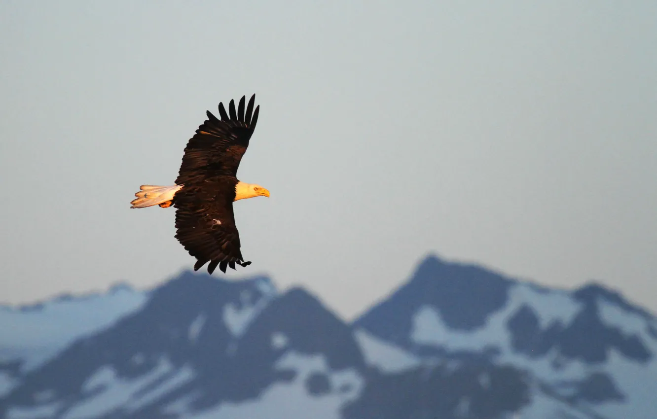 Фото обои flight, mountains, sunlight, bald eagle