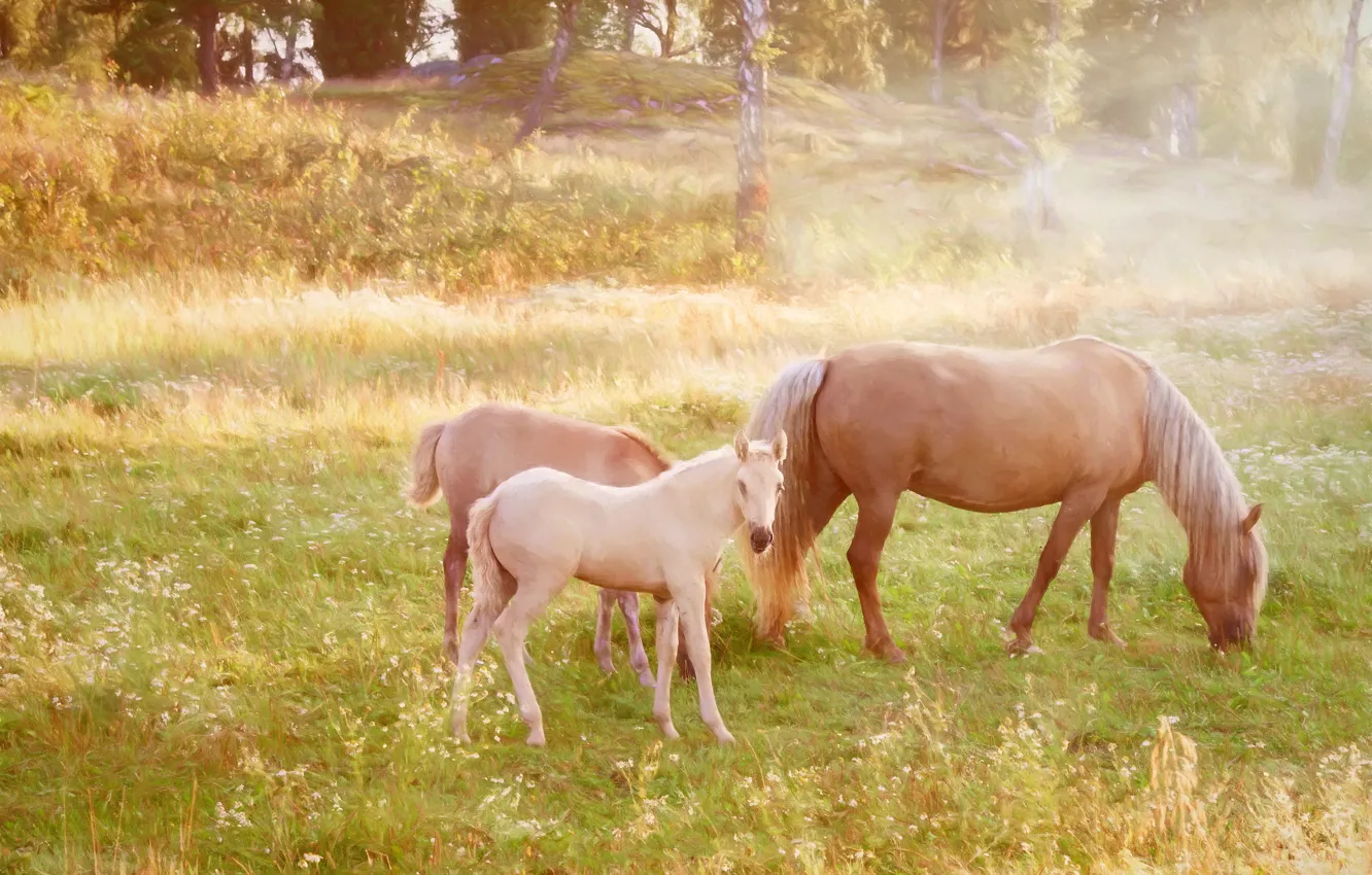 Фото обои поляна, кони, лошади