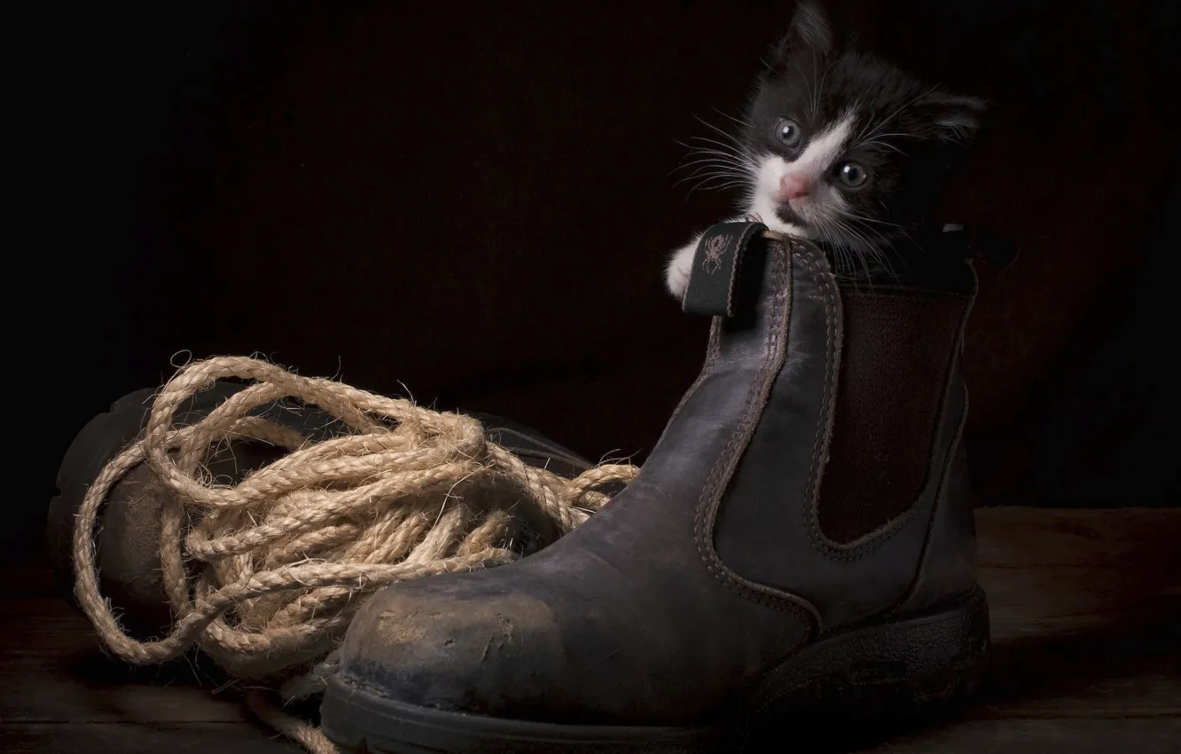 Фото обои котёнок, верёвка, ботинок