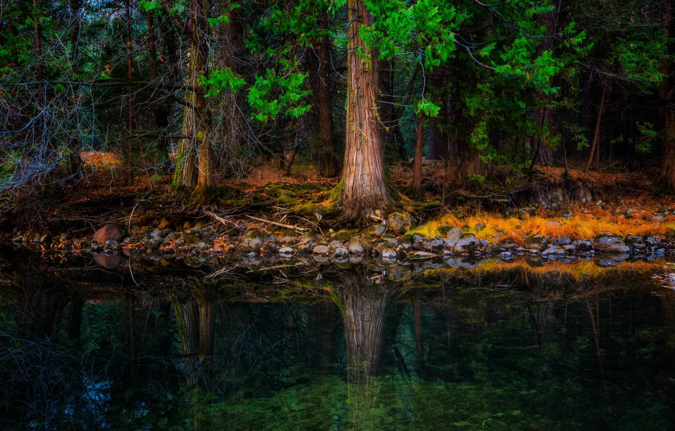 Фото обои лес, деревья, река, камни, берег, елки, мох, сосны