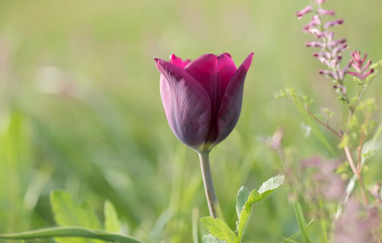 Фото обои цветок, зеленый, фон, сиреневый, поляна, один, тюльпан, весна