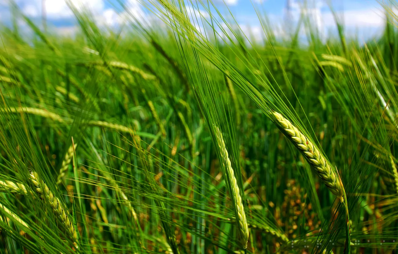Фото обои поле, трава, макро, колоски, колосья