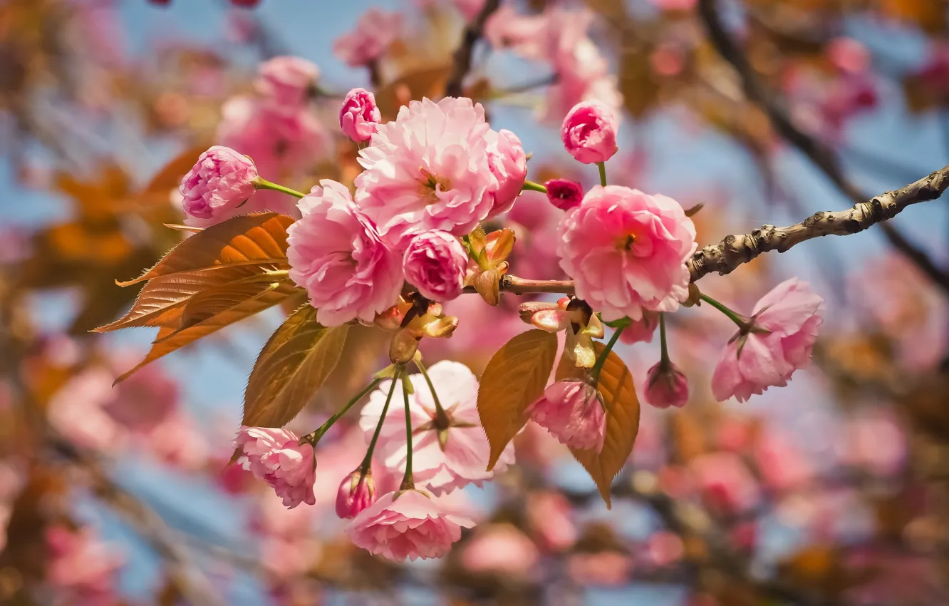 Фото обои природа, вишня, дерево, розовый, ветка, весна, сад, flower