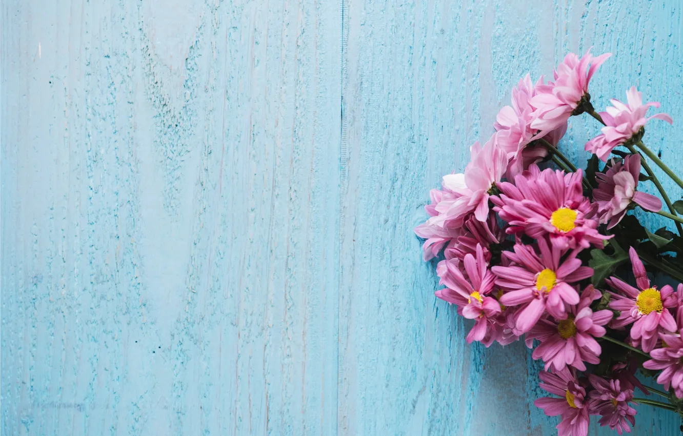 Фото обои цветы, фон, хризантемы, wood, pink, flowers, spring