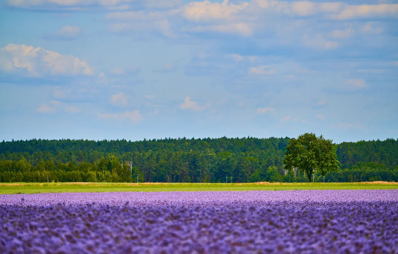 Фото обои sky, landscape, three