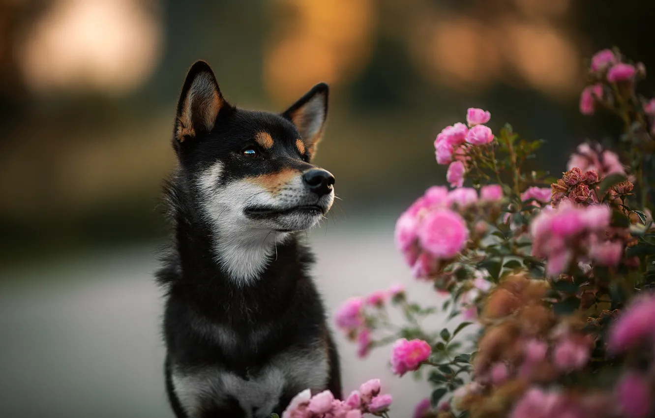 Фото обои цветы, фон, черный, розы, собака, щенок, розовый куст, сиба-ину