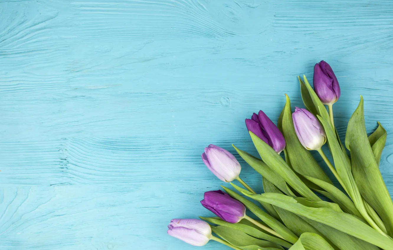 Фото обои цветы, фиолетовые, тюльпаны, wood, flowers, beautiful, голубой фон, tulips