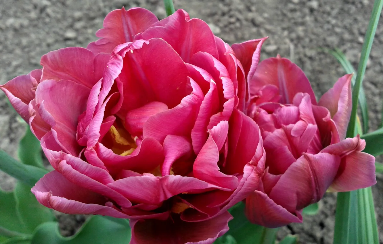 Фото обои весна, тюльпаны, spring, Tulips, тёмно-розовые, dark pink