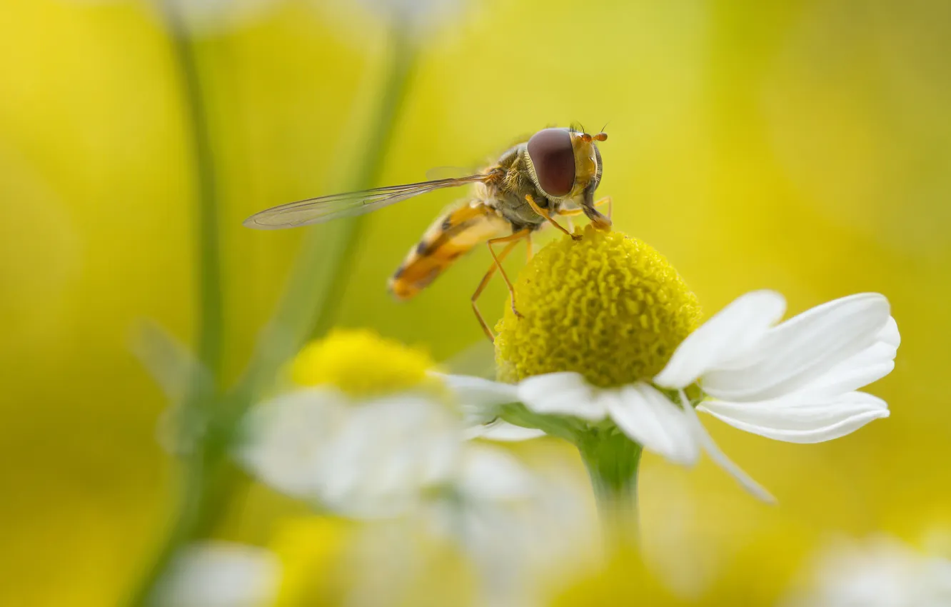 Фото обои цветок, трава, природа, муха, лепестки, ромашка, насекомое, трутень