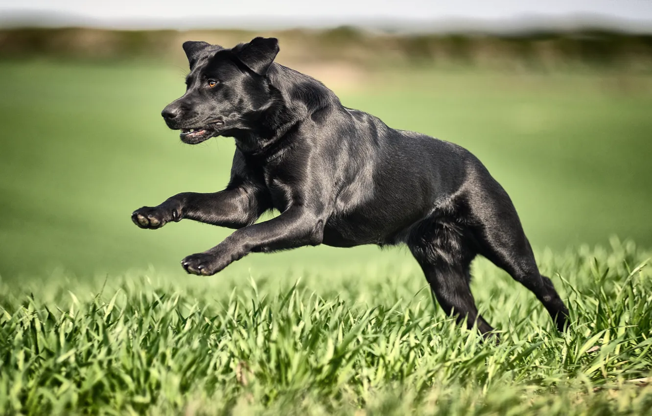 Фото обои трава, собака, бег, чёрная, Лабрадор-ретривер