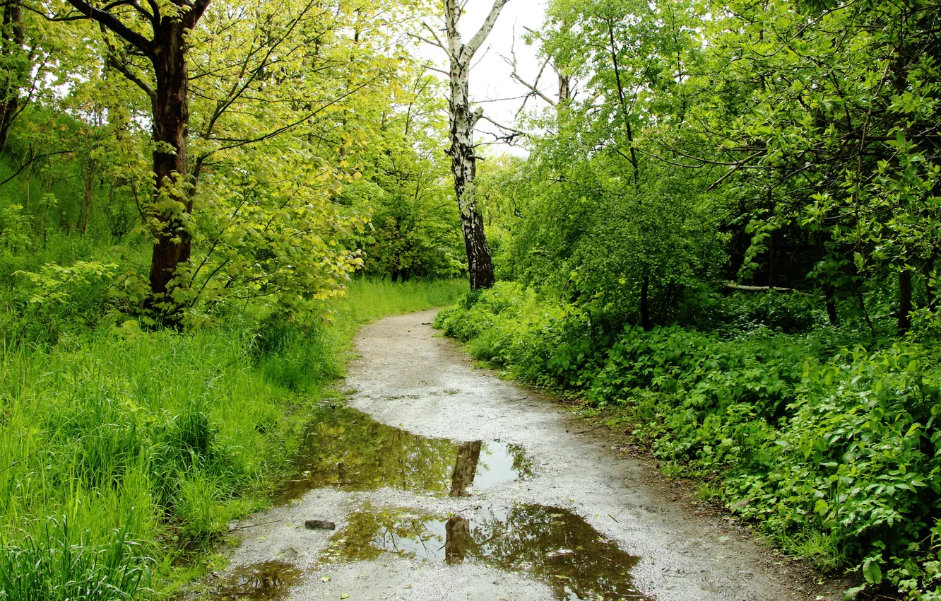 Фото обои trees, water, forest path, puddles
