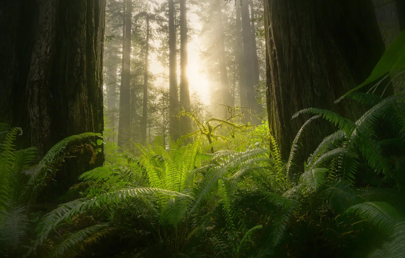 Фото обои лес, солнце, туман, папоротник, секвойи