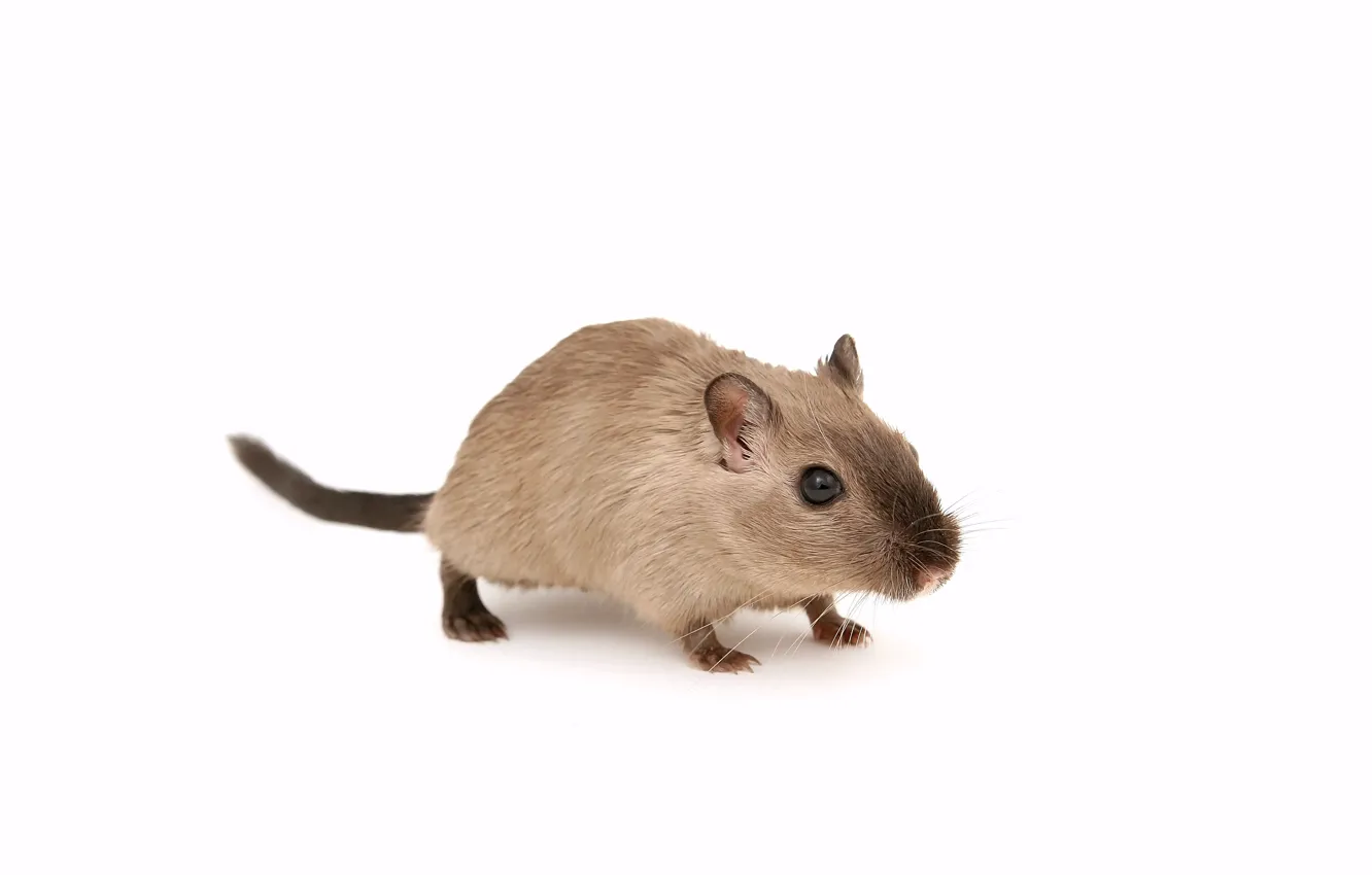 Фото обои mouse, white background, brown mice