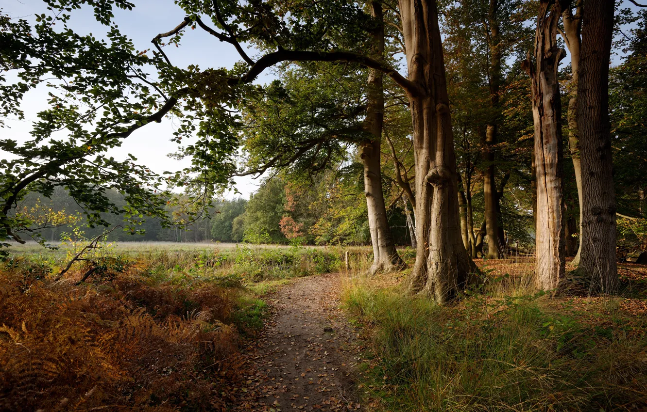 Фото обои осень, лес, трава, деревья, туман, поляна, Нидерланды, тропинка