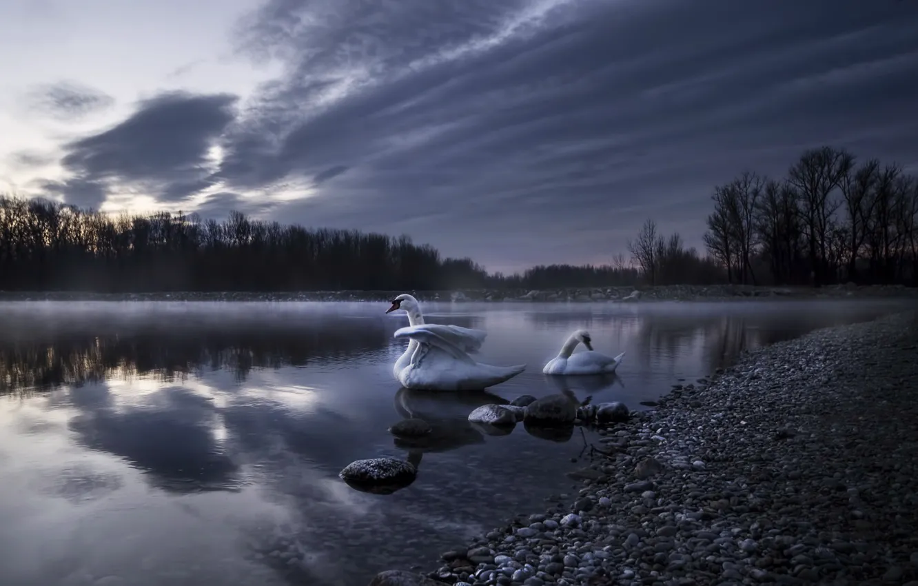 Фото обои ночь, туман, озеро, лебеди
