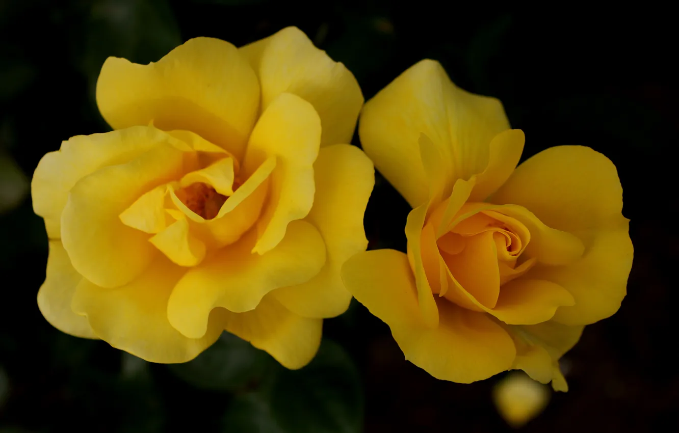 Фото обои розы, бутон, yellow, жёлтые, Roses