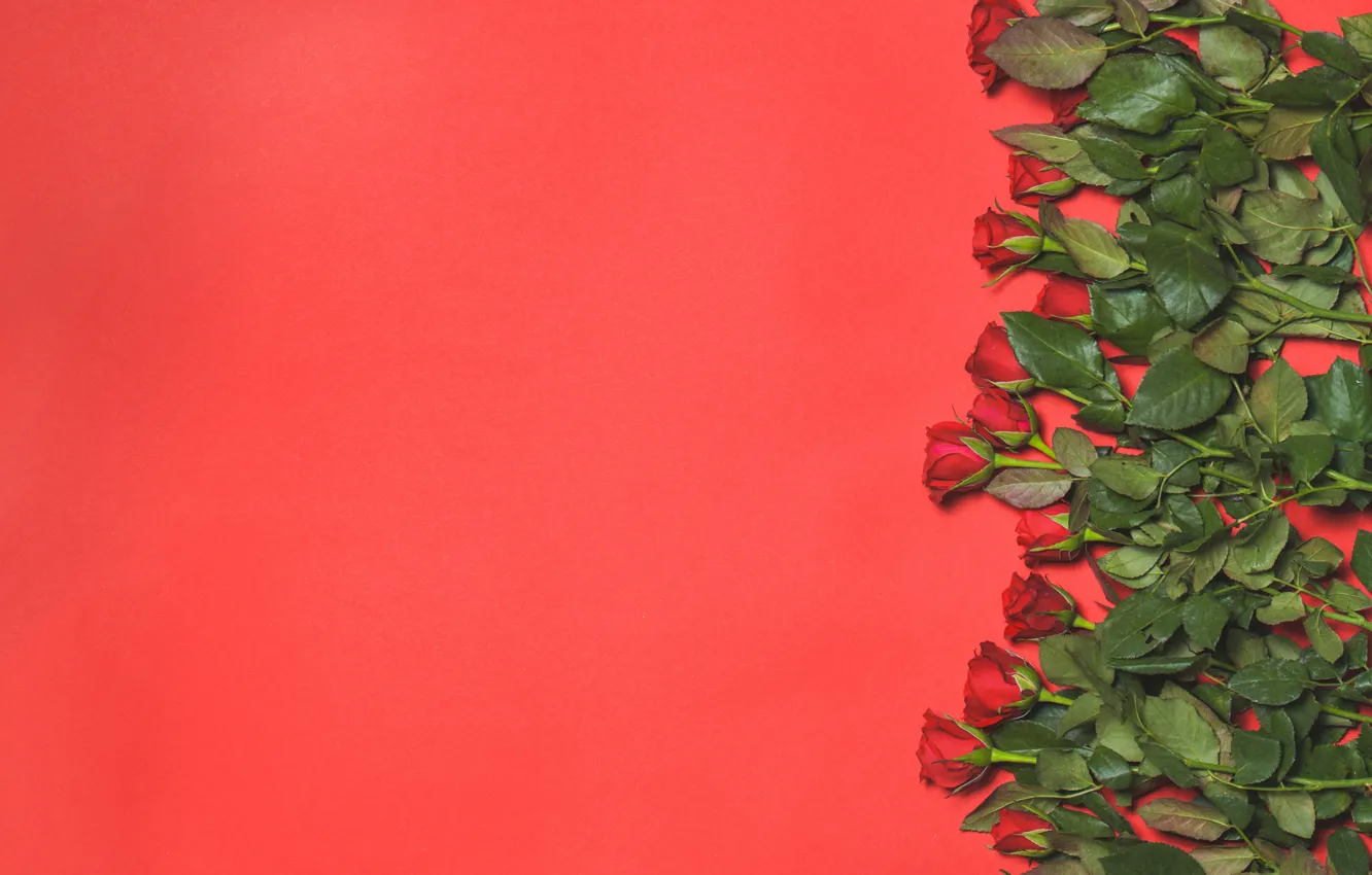 Фото обои цветы, фон, розы, бутоны, flowers, background, roses, buds
