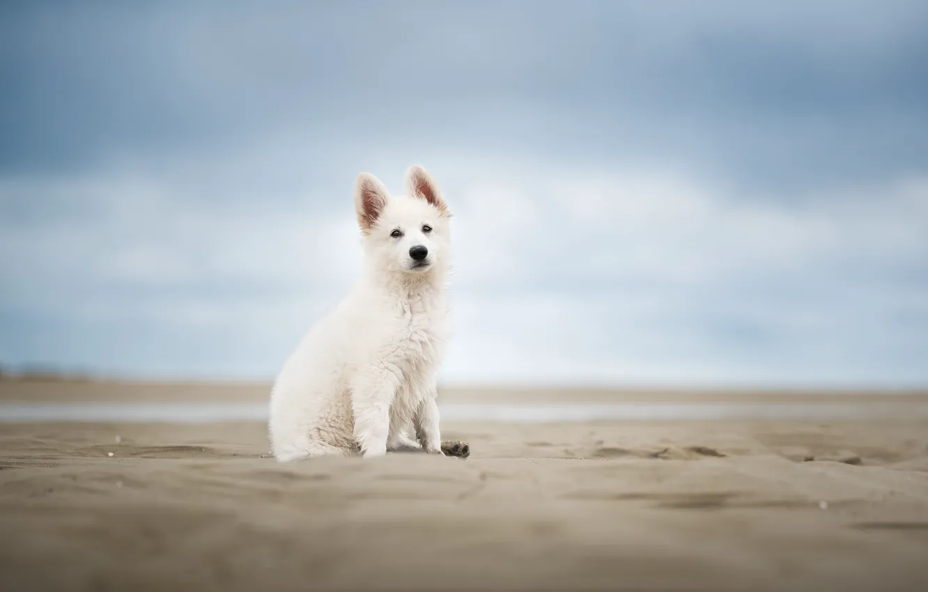 Фото обои песок, небо, собака, щенок, боке