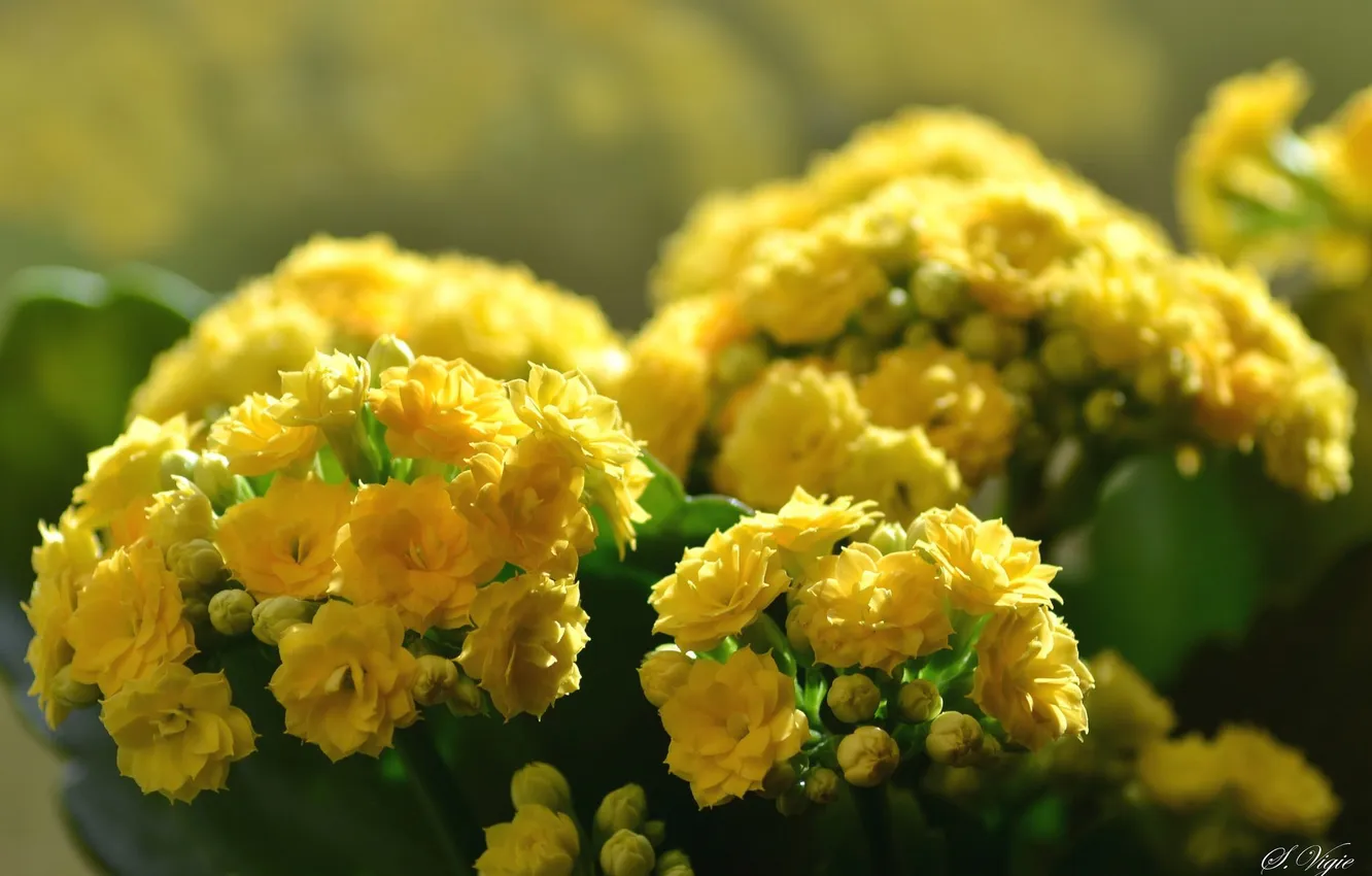 Фото обои цветы, размытость, жёлтые, каланхоэ