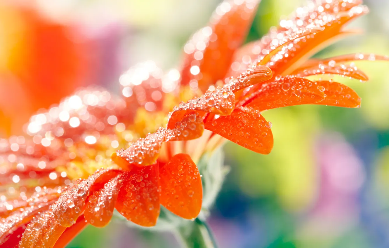Фото обои цветок, капли, макро, оранжевая, лепестки, размытость, гербера