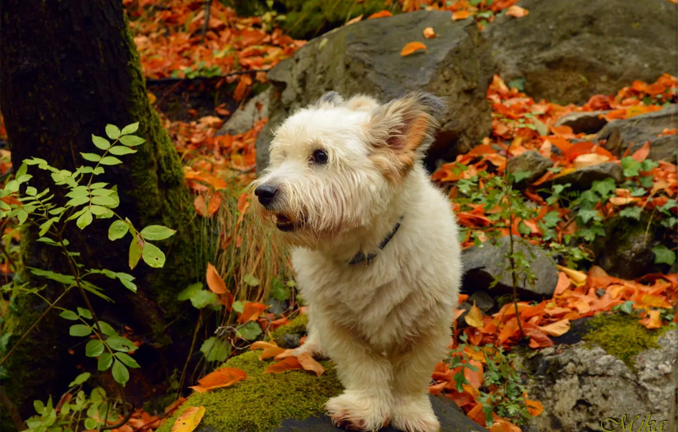 Фото обои Осень, Dog, Fall, Листва, Autumn, Вест-хайленд-уайт-терьер