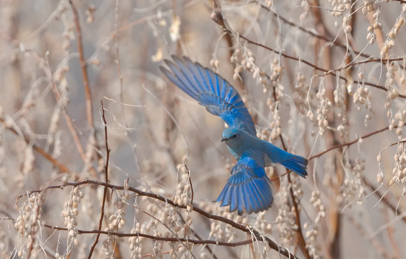 Фото обои полет, ветки, птица, крылья, весна, летит, голубая, размах