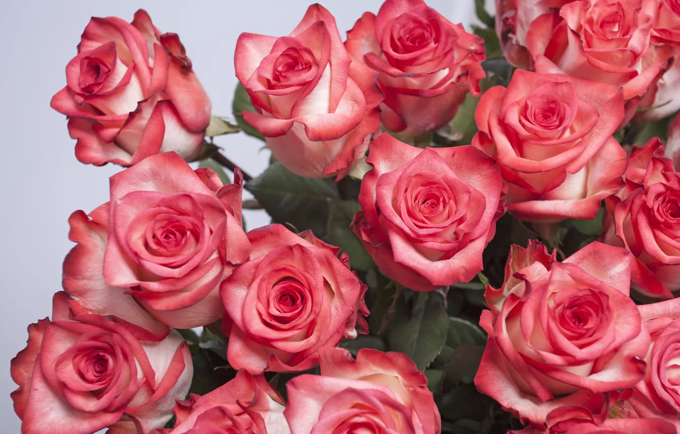 Фото обои розы, Лепестки, бутоны, Букет Роз