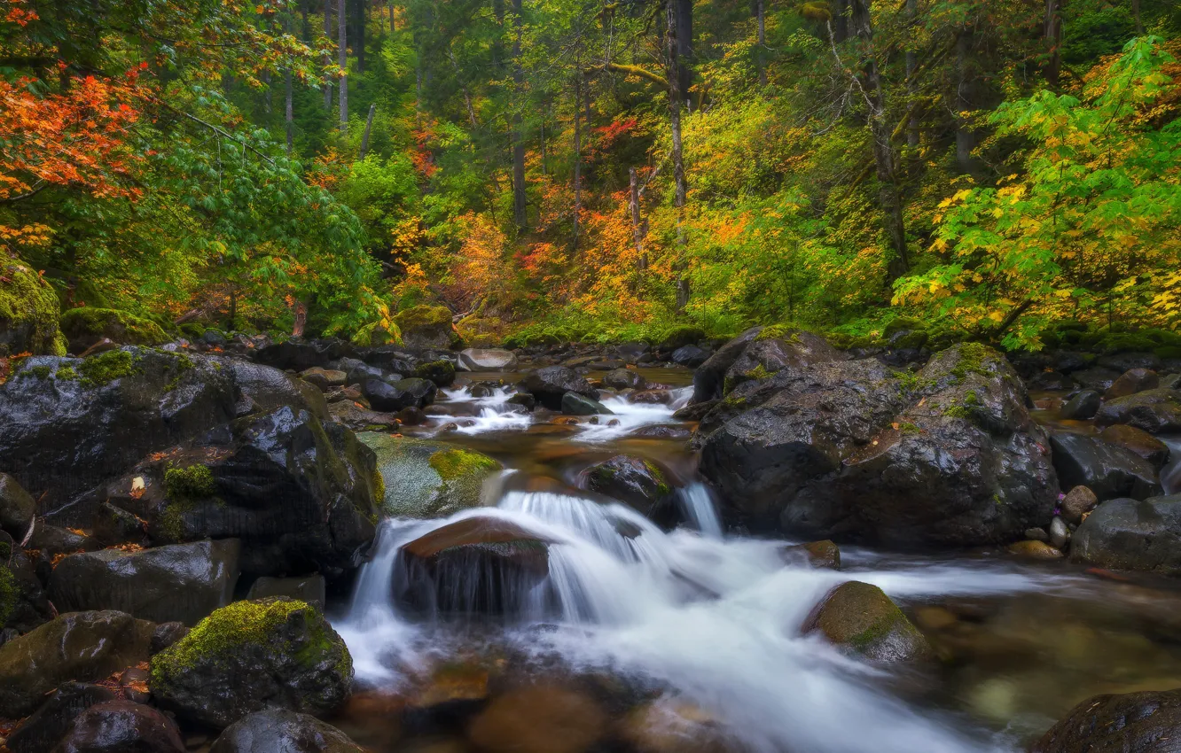 Фото обои осень, лес, ручей, камни, Mount Rainier National Park, Национальный парк Маунт-Рейнир, Washington State, Штат Вашингтон