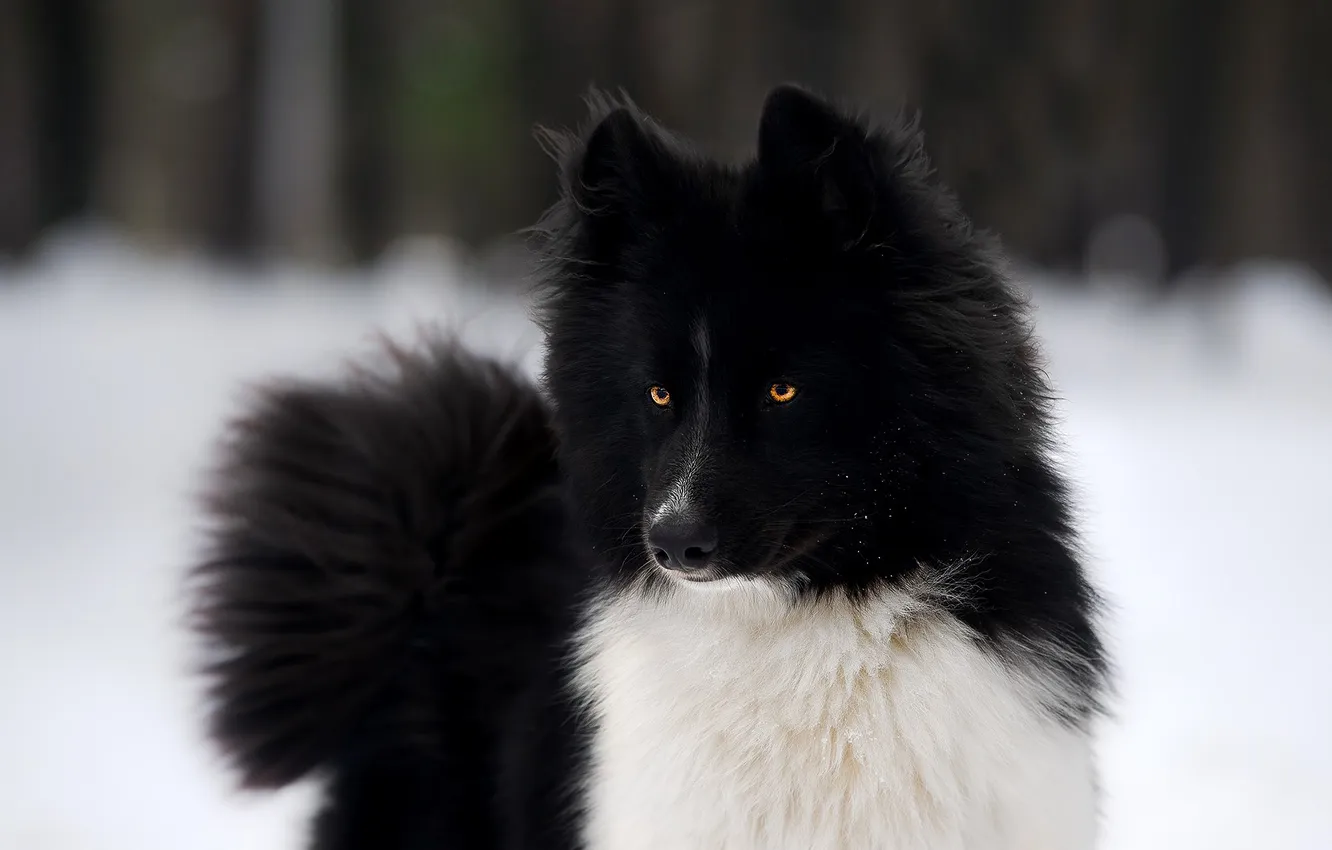 Фото обои зима, снег, собака, якутская лайка