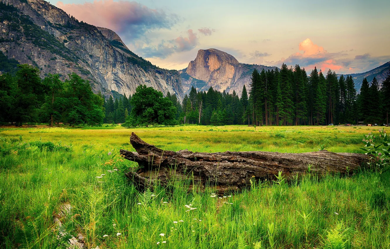 Фото обои зелень, лес, трава, деревья, горы, скалы, поляна, Калифорния