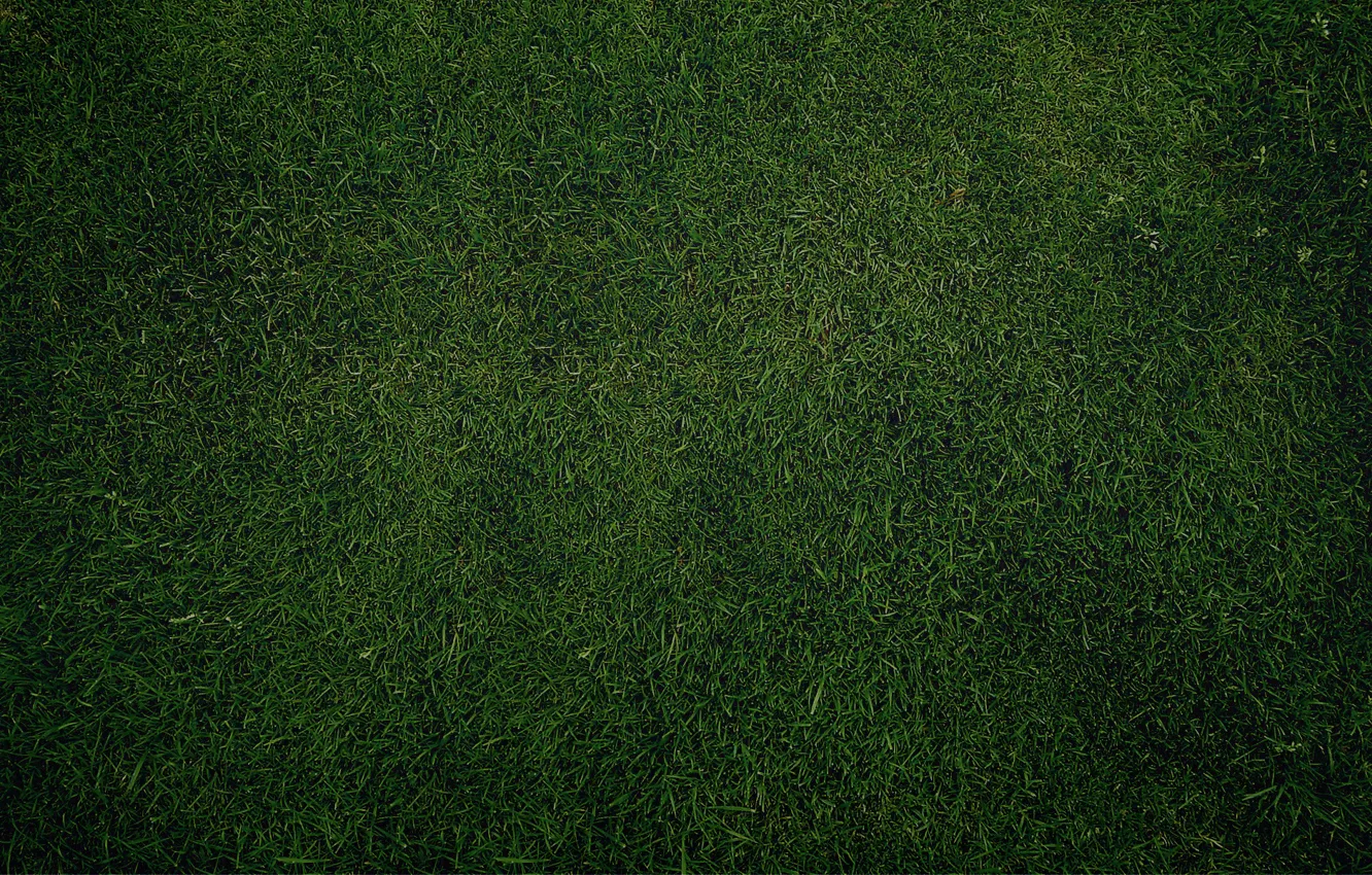 Фото обои зелень, трава, газон, обои, текстура, Green