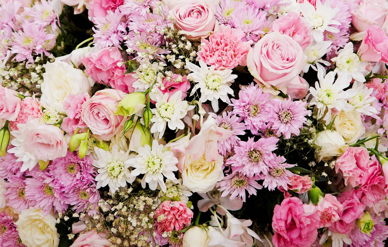 Фото обои цветы, фон, розы, розовые, бутоны, хризантемы, pink, flowers