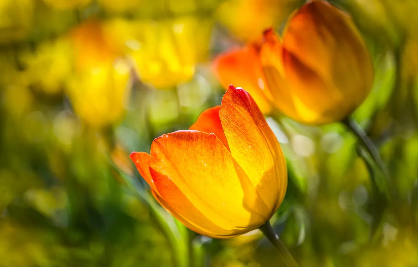 Фото обои цветы, природа, тюльпаны