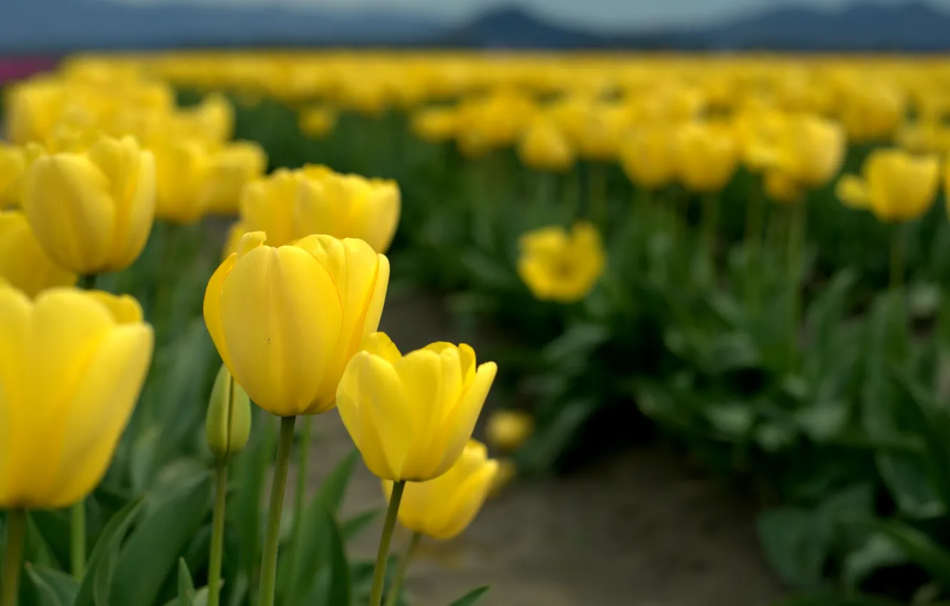 Фото обои поле, природа, тюльпаны