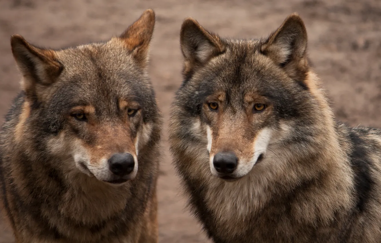 Фото обои пара, волки, двое, серые