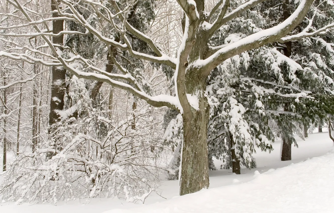 Фото обои зима, деревья, белосныжные