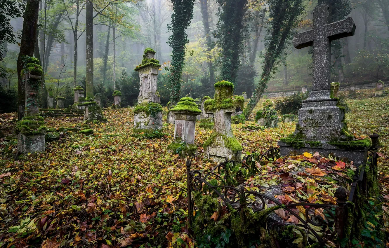 Фото обои листья, могилы, кладбище
