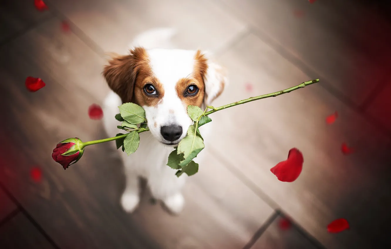 Фото обои цветок, взгляд, роза, собака, лепестки, мордашка, поздравление