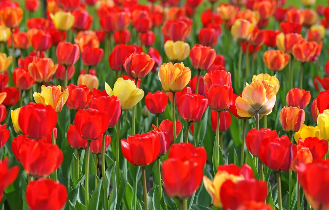 Фото обои весна, лепестки, луг, тюльпаны