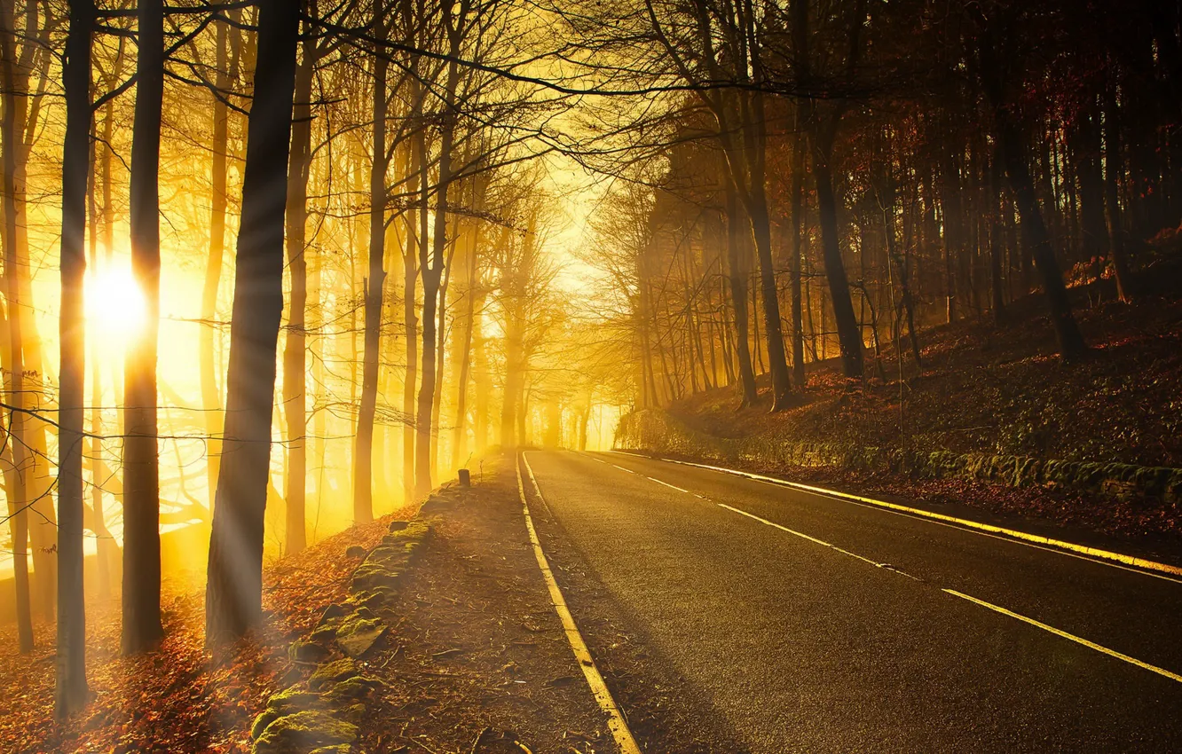 Фото обои дорога, осень, лес, свет, утро