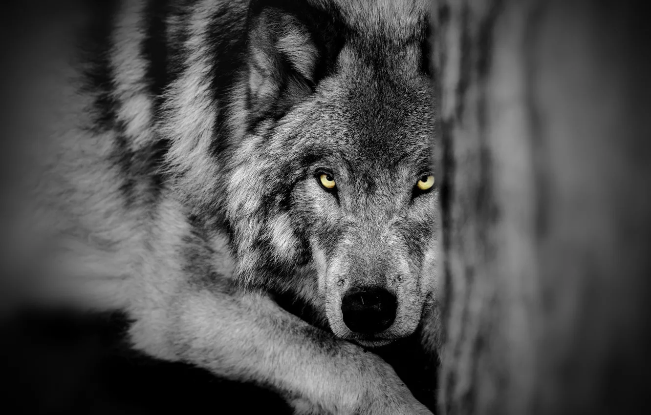 Фото обои глаза, взгляд, волк