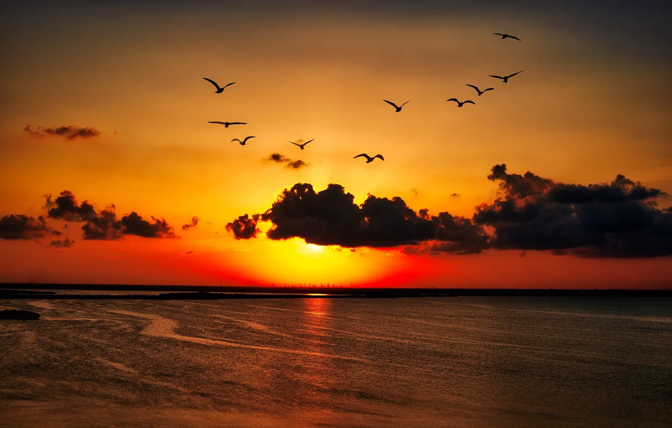 Фото обои закат, птицы, берег