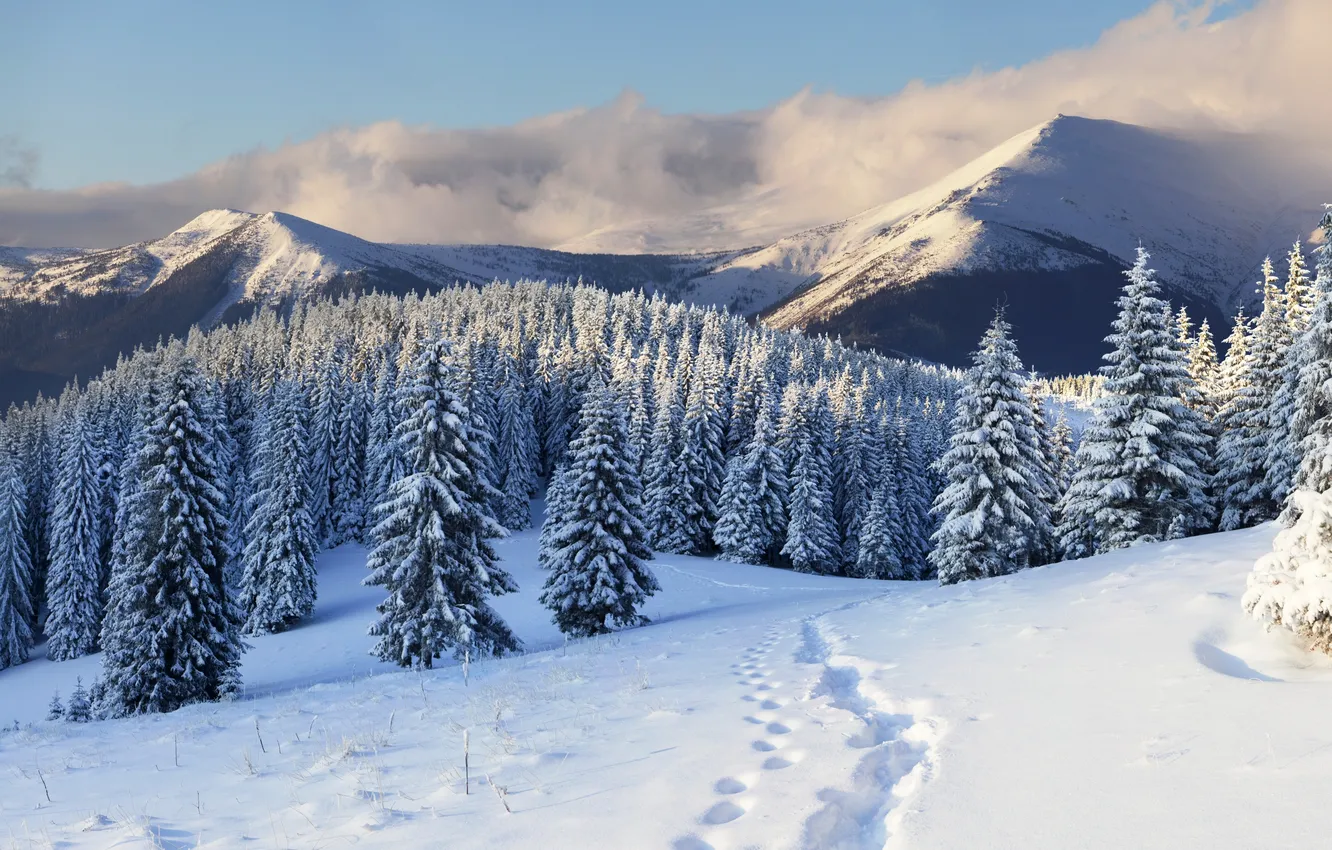 Фото обои зима, снег, деревья, горы, следы, природа, елки, ёлки
