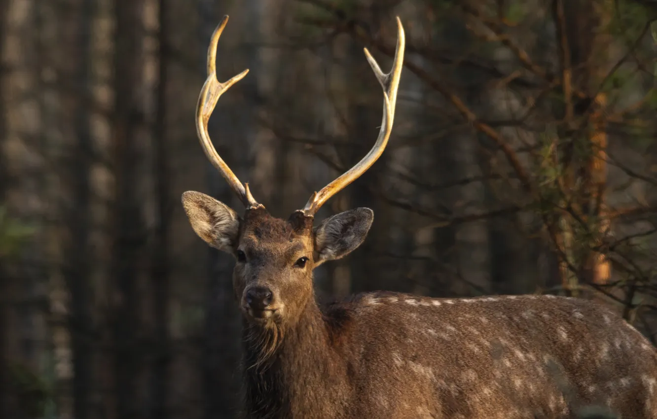 Фото обои horns, deer, fur