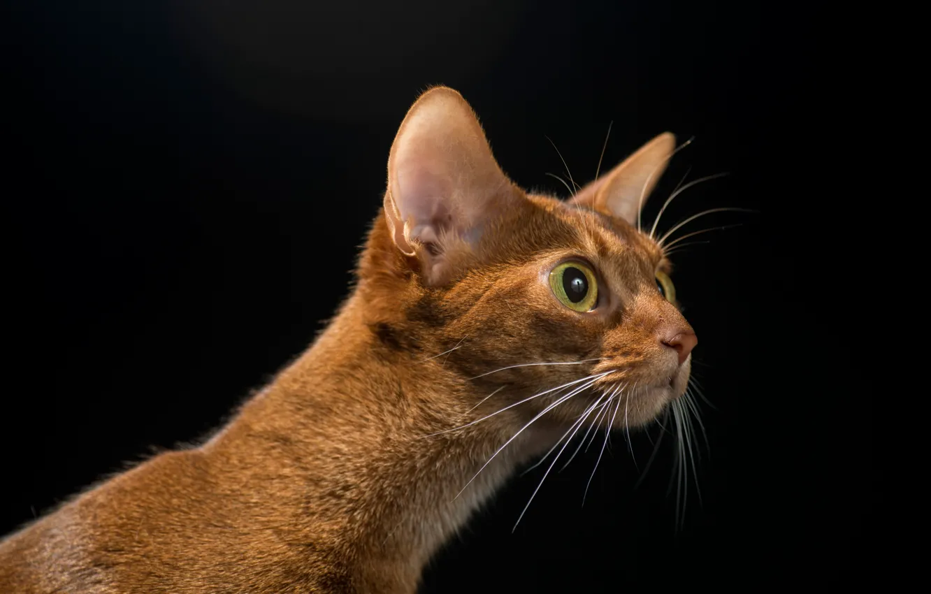 Фото обои глаза, кот, усы, взгляд, шерсть, котэ