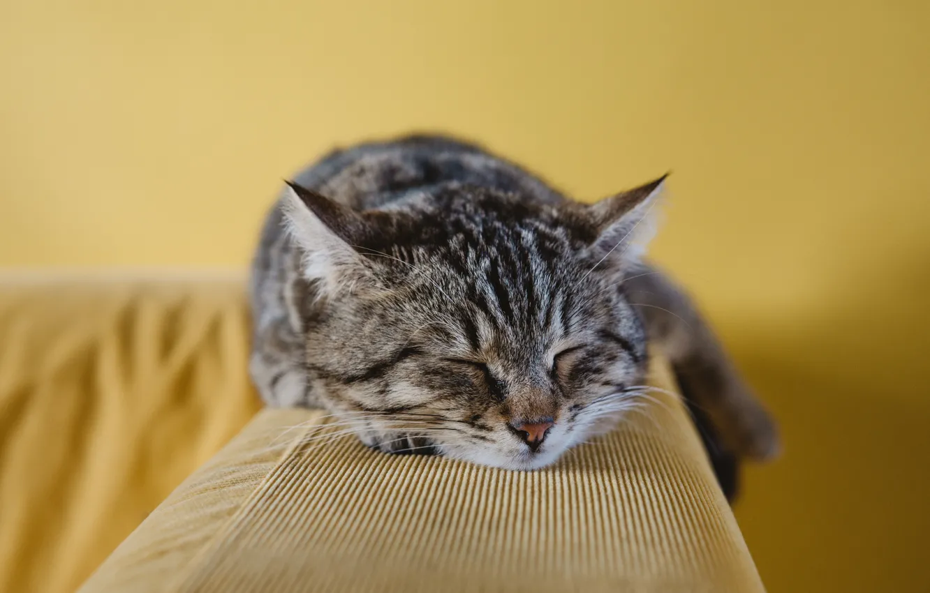 Фото обои морда, Кот, лежит, полосатый