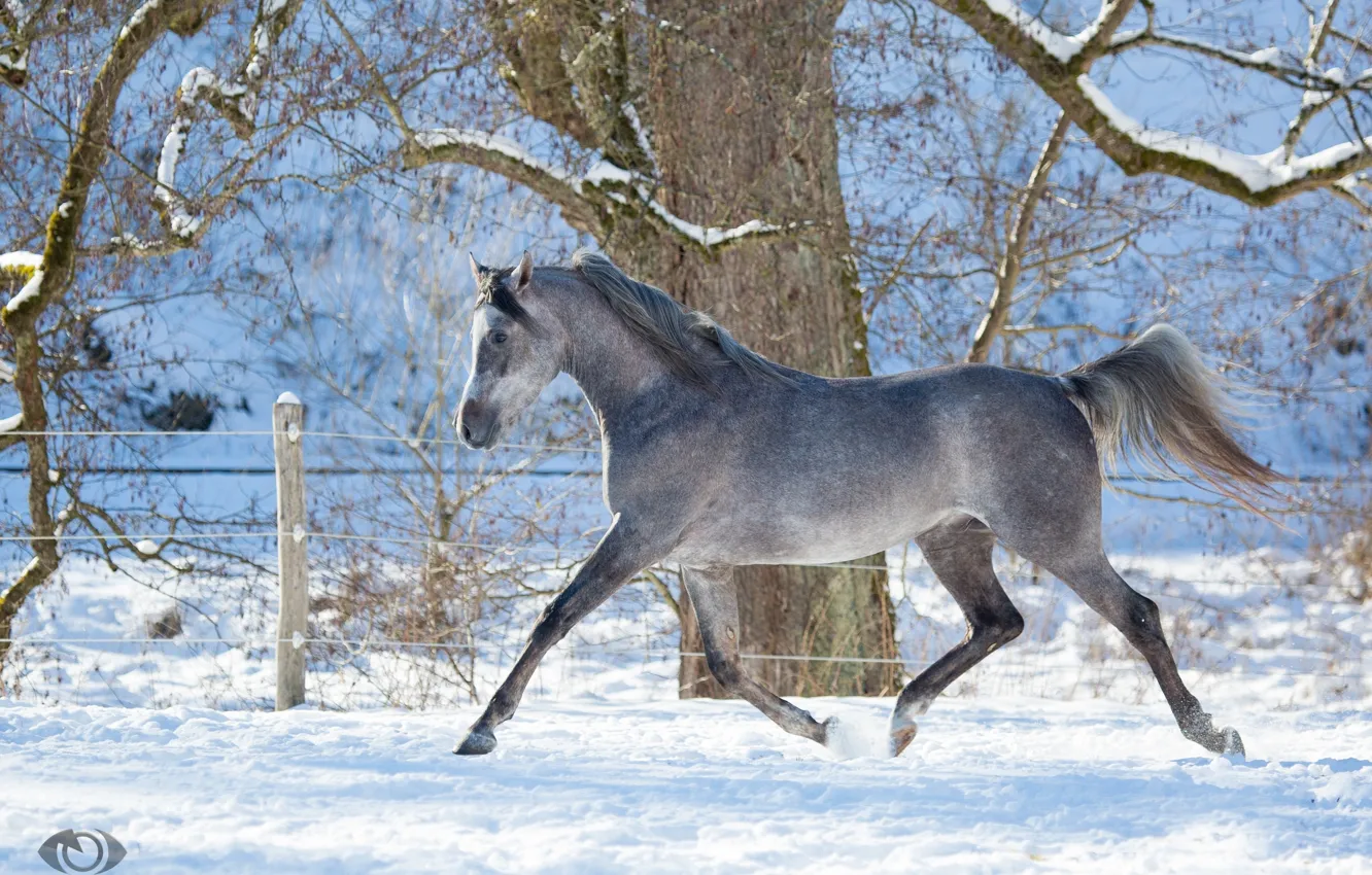 Фото обои серый, конь, лошадь, бег, грация, (с) OliverSeitz