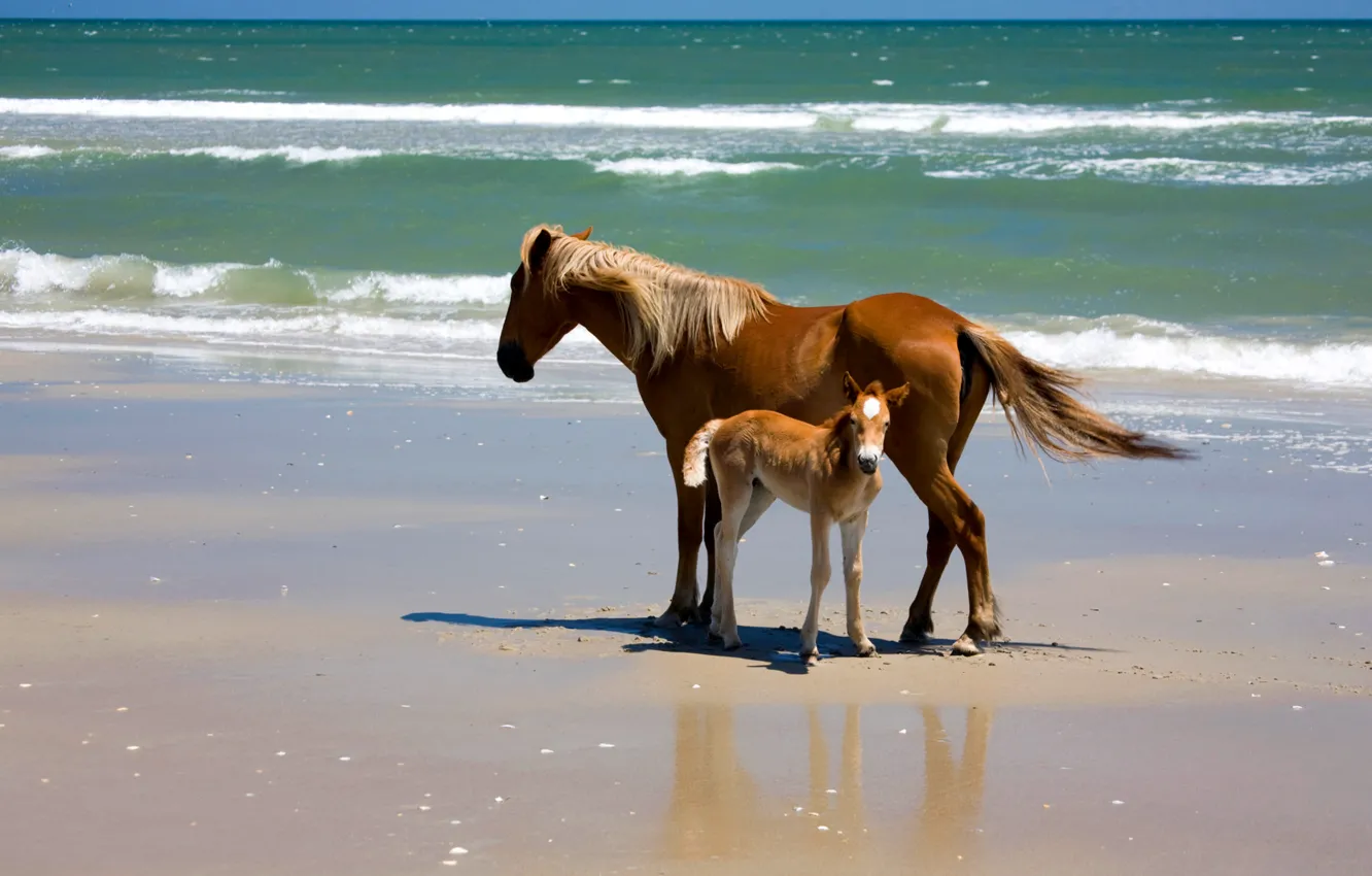 Фото обои море, вода, природа, берег, лошадь, жеребенок